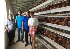China Q235A Egg Layer Chicken Cages For 5000 Birds Poultry Layer Farming Equipment supplier
