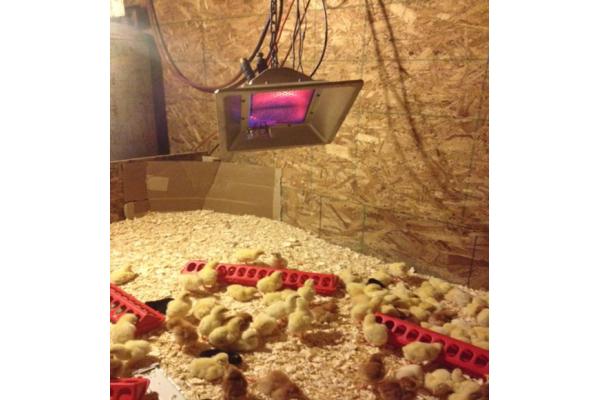 3900W Poultry Brooding Room LPG Heater Adjustable