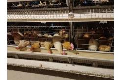 China Chicken Animals Battery Cages Layer System With Auto Feeder Drinker And Cleaner supplier