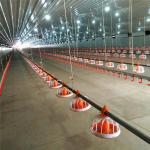 Floor Ground Chicken Water Feeding System Broiler Automatic Feeder