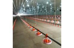 China 1g-99g Poultry Feeding Equipment Automatic Poultry Feeder System supplier