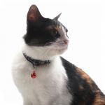 Sustainable Polyester Tactical Adjustable Pet Collars Leashes for sale