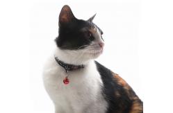 China Sustainable Polyester Tactical Adjustable Pet Collars Leashes supplier