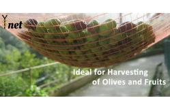 China Green Olive Harvest Net 8x12m 8x14m Fruit Collection Net 90g supplier