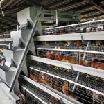 Layer Chicken Cage Poultry Farming Equipment 96 Birds 120 Birds for sale