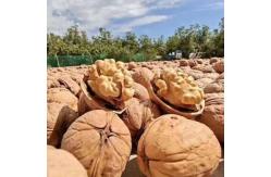 China Walnut supplier origin direct direct price concession support ODM/OEM xin33 supplier