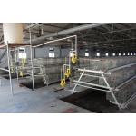 200 Chickens Automatic Baby Chick Cage Poultry Farming Chicken Hen Cage for sale