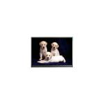 800*1280 F080A27-6T1 8.0 inch TFT LCD Panel Display Screen for sale