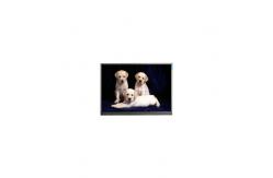 China 800*1280 F080A27-6T1 8.0 inch TFT LCD Panel Display Screen supplier