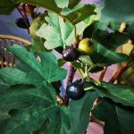 Height 155cm Artificial Potted Floor Plants FIG Tree Fresh Green