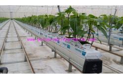 China Twisted Gardening Greenhouse Packing String Tomato Tying Twine 2kg-5kg Rolls supplier