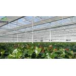 Customized Request Spray Cooling Planting House for Seedlings Steel Structure Customization