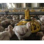Automatic Complete Broiler Pan Feeding System
