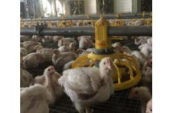 China Automatic Complete Broiler Pan Feeding System supplier
