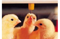 China Plasson Broiler Waterer Poultry Drinking Line White Red Yellow supplier
