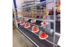 China Galvanized Chicken Raising Equipment Poultry Drinking Line Raised Chicken Waterer supplier