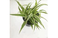 China Degradable Polymers Tobacco 20 Ltr Plant Pots Outdoor 32cm Top Diameter supplier