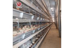 China Poultry Chicken Farm Used Layer Chicken Cage 9 Layers / Cell supplier