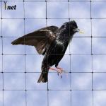 Flame Resistant Bird Proof Net Non Conductive Pigeon Safety Nets 1-1/8 for sale