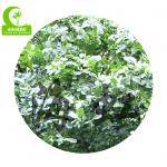 H400cm Landscape Artificial Trees , Artificial Pittosporum For Amusement Park
