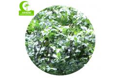 China H400cm Landscape Artificial Trees , Artificial Pittosporum For Amusement Park supplier