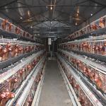 A Type 4 Tiers / Floors 128, 160 Birds Per Set Poultry Layer Cage For Laying Eggs for sale