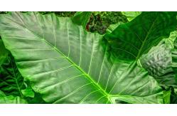 China High Simulation Natural Elephant's Ear Plant With Beautiful Pots supplier