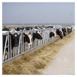 1.2m/Cow Cow Head Lock for sale