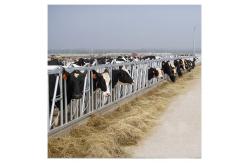 China Customized Self Closing Cattle Head Lock Gates Large Fixed supplier