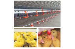 China Animal&Poultry Husbandry Equipment Chicken Waters Automatic Poultry Nipple Drinking System supplier