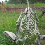 Fiberglass Real Size Gasosaurus Dinosaurs Skeleton Replicas for Museum Display for sale