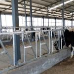 0.4m/Cow Cow Head Lock for sale