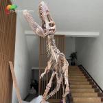 Waterproof Fiberglass Dinosaur Skeleton Replicas For Museum Exhibition for sale