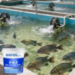 Indoor Waterproof Aquaculture Paint Boat Paint Koi Pond Painting