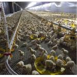 Fully Auto Chicken Feed Auger System Poultry Auger Feeder For Farm for sale