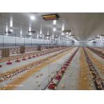Automatic Duck Steel 12mm Poultry Farm House for sale