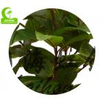 Factory Handmade Hot Selling Popular Artificial Zebra Plant With Pot