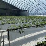 Flower Planting Drip Irrigation System Sunlight Greenhouse with Customized Request for sale
