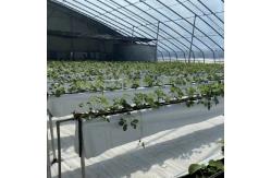 China US Currency Double or Single Layer Vegetable Sunlight Greenhouse System within Budget supplier
