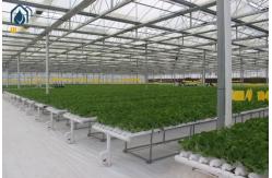 China NFT Hydroponic Gully System For Leafy Greens Cultivation supplier