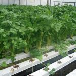Flat High Density Nft Grow System Nutrient Film Technique Hydroponic System
