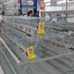 Hot Dip Galvanized Broiler Chicken Cage 200-300 Chickens / Set for sale