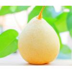 China Clarified aseptic Pear Juice Concentrate, 70 +/- 1 brix, packed in aseptic bag / steel drum for sale