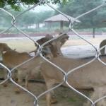 Horizontal Zoo Wire Mesh For Animal Enclosure With 90 Degree Angle for sale
