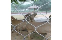 China Horizontal Zoo Wire Mesh For Animal Enclosure With 90 Degree Angle supplier