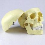 Head Anatomy Skull Model Plastic High Precision for sale