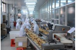 China Full Automatic Sugar Cone Making Machine With Customized Shape supplier