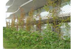 China Knotted Stainless Steel Cable Trellis , Cable Wire Mesh For Green Wall supplier