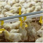 100mm Chicken Nipple Drinker System for sale