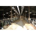 Hot / Cold Rolled Galvanized Clearspan Steel Framing Systems With H Shapes Column for sale